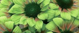 Цветок зеленого цвета как украшение сада. Названия цветов зеленого цвета и фото