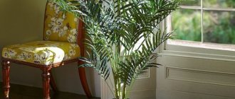 Комнатная пальма арека