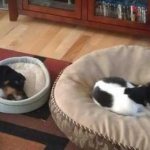 Review of furniture for animals, how to choose the best option