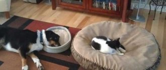 Обзор мебели для животных, как подобрать оптимальный вариант