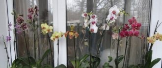 Орхидеи в интерьере квартиры