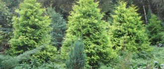 Пирамидальные туи западные в смешанном лесу