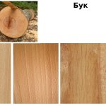 Свойства бука